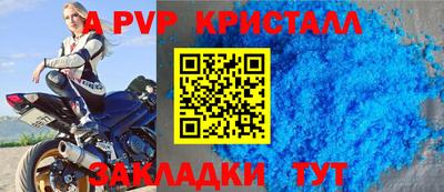 спайс Кингисепп