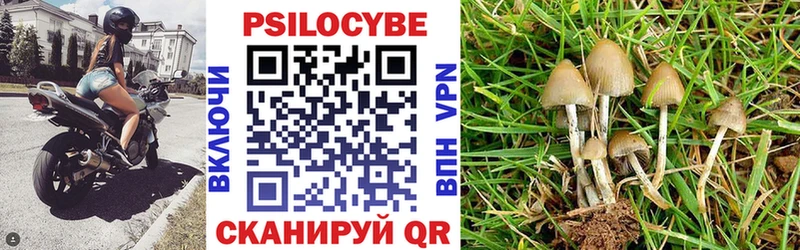 Псилоцибиновые грибы Psilocybe  Кингисепп 